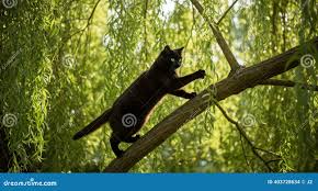 290 Bark Black Willow Stock Photos - Free & Royalty-Free Stock Photos from  Dreamstime