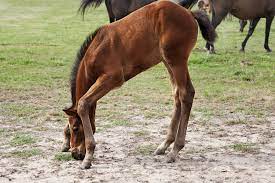 Wobbler Syndrome In Horses Symptoms Causes Diagnosis Treatment Recovery Management Cost
