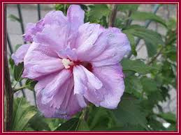 Image result for Hibiscus syriacus Violet Clair Double
