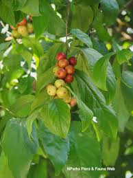 Image result for Flacourtia