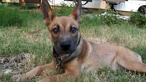 Maybe you would like to learn more about one of these? German Shepherd Pitbull Mix Puppies For Sale Petsidi