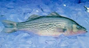 HKD Stuttgart National Aquaculture Research Center USDA-ARS Stuttgart,  Arkansas MARCH