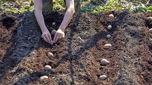 Lösen gegenseitig die kartoffeln light ab außerdem lässt. Kartoffeln Pflanzen Im Beet Und Im Topf Ndr De Ratgeber Garten Nutzpflanzen