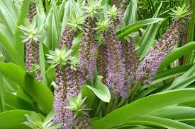 Image result for Eucomis