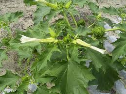 Image result for Datura