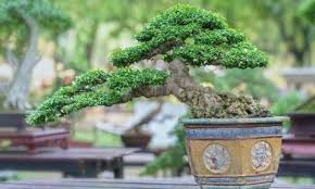 Japanese maple bonsai grow roots quickly and vigorously and will require root pruning at the time of repotting. Bonsai Soil How To Choose The Right Substrate For The Bonsai Tree