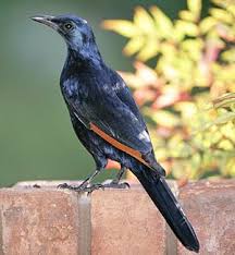 Black Bird With Orange Wings South Africa Red Winged Starling South African Birds Starling Wild Birds