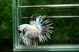 Deriving the name from their unique tail fin characteristics, male crowntail bettas. The First Crown Tail Betta In The World Nice Betta Thailand Co Ltd