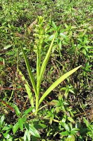 Image result for Habenaria praestans