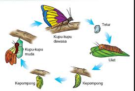 Daur Hidup Kupu Kupu Hewan Gambar Hewan Kupu Kupu