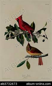 Image result for Sterculia subviolacea