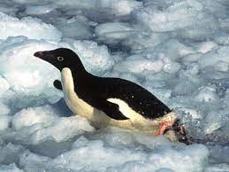 Adelie penguins are named after adelie land which was named by french discoverer dumont d'urville after his wife, adèle, in 1840. The Penguin Faq