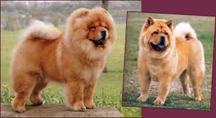 Red Chow Chow At Stud Proven Sire Kennel Club Registered Champion Siredwe Have Purebred Chow Chow Boy In 2020 Chow Chow Dog Puppy Chow Puppies For Sale Chow Chow Puppy