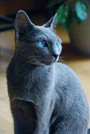 The regal cat is the most popular household pet in the united states, with more than 70 million of them living with people. Blue Gray Cat With Blue Eyes Pretty Cats Grey Cats Russian Blue Cat