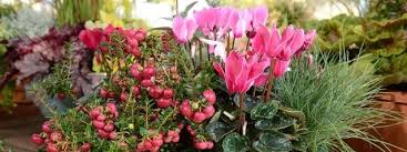 In Einem Grunen Blumentopf Wachsen Rosarote Alpenveilchen Gras Und Scheinbeeren Bildrechte Mdr Daniela Dufft Alpenveilchen Bepflanzung Mdr Garten