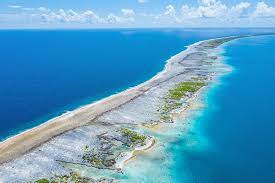 Image result for Faroa involucrata