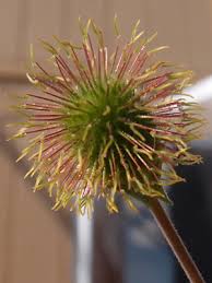 Image result for Eriosema pentaphyllum