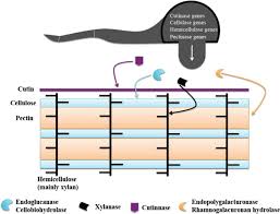 Maybe you would like to learn more about one of these? The Role Of Cell Wall Degrading Enzymes In Pathogenesis Of Magnaporthe Oryzae Bentham Science