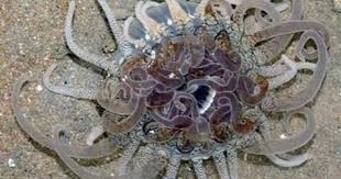 Wild Shores Of Singapore A Sliver Of Tuas Teeming With Marine Life Patterns In Nature Lightning Nature Art