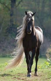 Pin By Katja Eichhorn On Horses Horses Animals Pretty Horses
