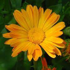 Calendula Flower Marigold Wildflower Seeds Calendula Marigold