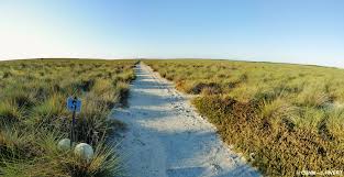 Image result for Sclerodactylon macrostachyum