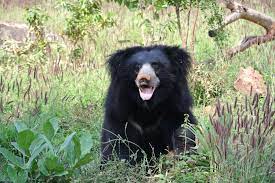 Great as valentine's day teddy bears, get well teddy bears or as stuffed animal gifts, each is made from quality material for long life. Sloth Bear Info Pictures Facts Video Long Haired Insect Eater