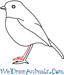 The european robin, erithacus rubecula, known simply as the robin or robin redbreast in the british isles watercolor christmas wreath with bullfinch and winter design. How To Draw A Robin