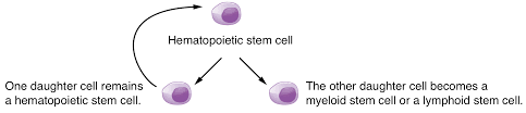 As with many stem cell approaches, the low rate of in vivo cell survival has been a major limitation in wound healing. Introduction To Development Article Khan Academy