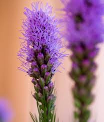 Maybe you would like to learn more about one of these? Purple Flower Names Enlisted With A Beautiful Photo Gallery Gardenerdy