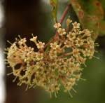 Image result for Crossopteryx