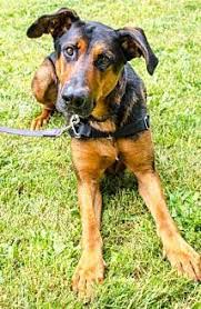 Black And Tan Coonhound Doberman Pinscher Mix Snohomish Wa Black And Tan Coonhound Doberman Pinscher Mix Meet Prince Smart Coonhound Black And Tan Pet Adoption