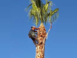 Check spelling or type a new query. Tree Trimming Lutz Land O Lakes Temple Terrace Fl
