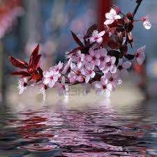 Decorative Cherry Tree Blossoms Above Water With Reflection Beautiful Flowers Flowers Blossom