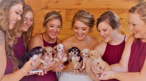 While it may not be one of the hottest wedding trends on pinterest for 2017, bridesmaids holding puppies instead of bouquets is definitely one of the cutest wedding trends we've seen this year. Bridesmaids Carry Rescue Puppies Instead Of Flowers While Walking Down The Aisle Youtube