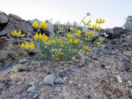 Image result for Lotus mlanjeanus