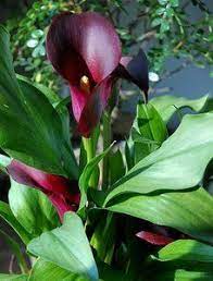 Calla Lily Plant Care Tips How To Grow Arum Lily Bulbs Lily Plant Care Lily Plants Purple Calla Lilies