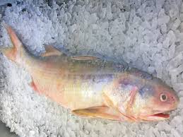 The translation does not comply to those published by harian umum in 1953. Wild Sustainable Balai Threadfin Ikan Kurau About 3kg Dish The Fish