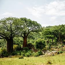 Image result for Brachylaena huillensis