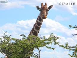 We did not find results for: Giraffe Wallpapers Animal Spot