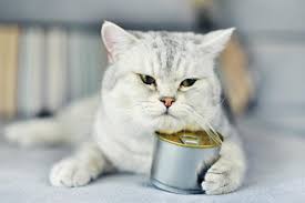 How much wet food should i feed my cat each day? Calculate How Much Canned Food To Feed A Cat Lovetoknow