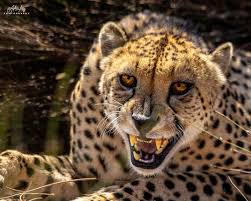 Amazing Capture Of A Not To Happy Cheetah Those Eyes Photo By Alcaras Photography The Fastest Land Ani Animals Big Cats Nature Animals