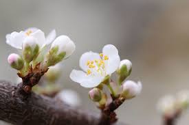 img 4717李花 spring blossom blossom photo