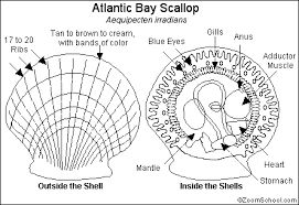 Black And Tan Green Bay Closing Scallop Printout Scallop Invertebrates Benthic Animals