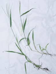 Image result for Digitaria seriata