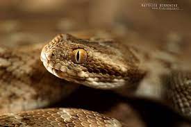 Echis Carinatus Pit Viper Viper Snake