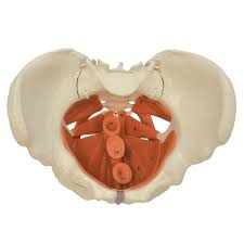 Exercises, has been enthusiastically received in workshops that she presented for many years in france. Female Pelvis With Pelvic Floor Musculature Pelci Floor Model