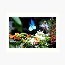 Para que puedas realizar la decoración del jardín de tu casa sin tantas complicaciones, en este artículo te mostrare las mejores ideas de decoración de espacios si el espacio que tienes de tu jardín es un poco reducido, primeramente tienes que determinar la función que deseas que tenga. Decoracion Mariposa Ulises Redbubble