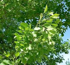 Image result for Fraxinus velutina