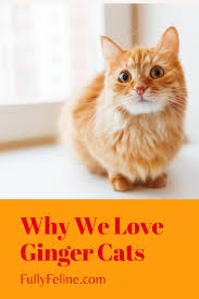 Some people may think it's a specific breed of cat, like the siamese or bengal cat. Ginger Cats Reasons Why We Love Them Fully Feline